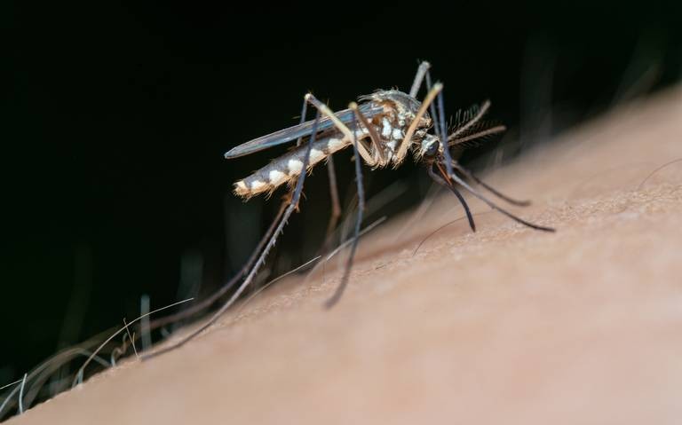 Magdalena: Cómo prevenir el dengue 