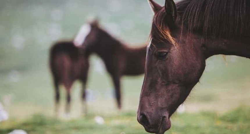 Encefalitis Equina: Una persona muere en la Provincia de Buenos Aires