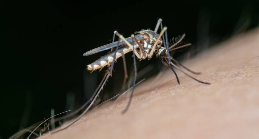 Magdalena: Cómo prevenir el dengue 