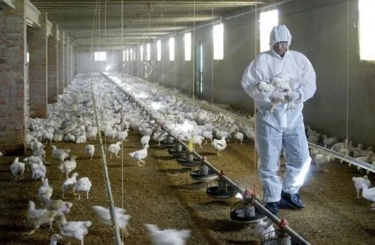 Confirmados los primeros casos de gripe aviar en la provincia de Buenos Aires