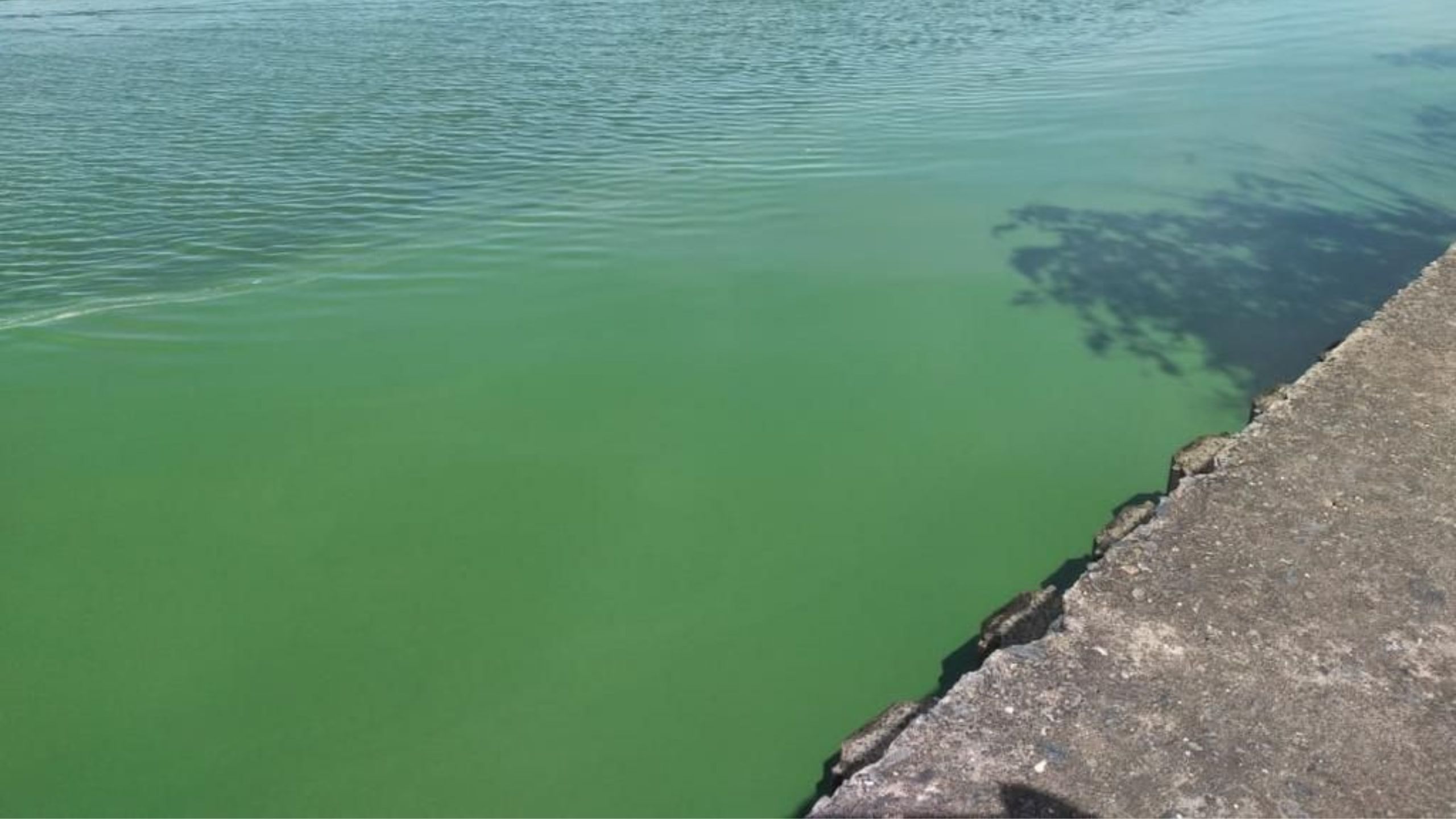 Situación de alerta naranja por cianobacterias en balnearios y lagunas de Buenos Aires