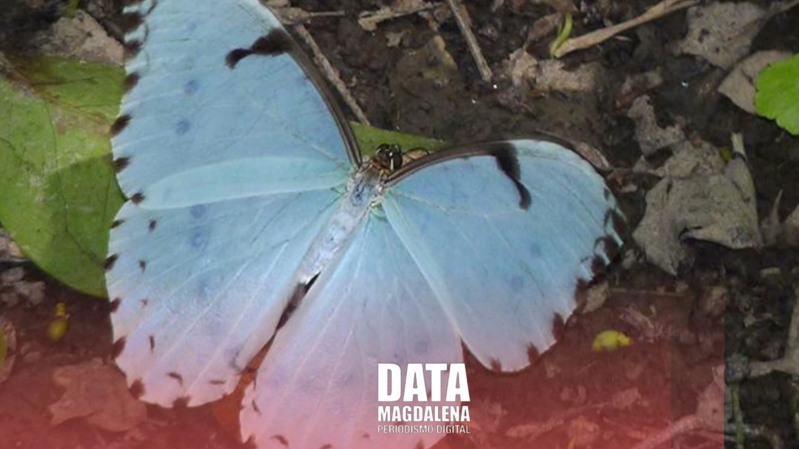 Celebrando la Mariposa: Protección, Conciencia y Naturaleza
