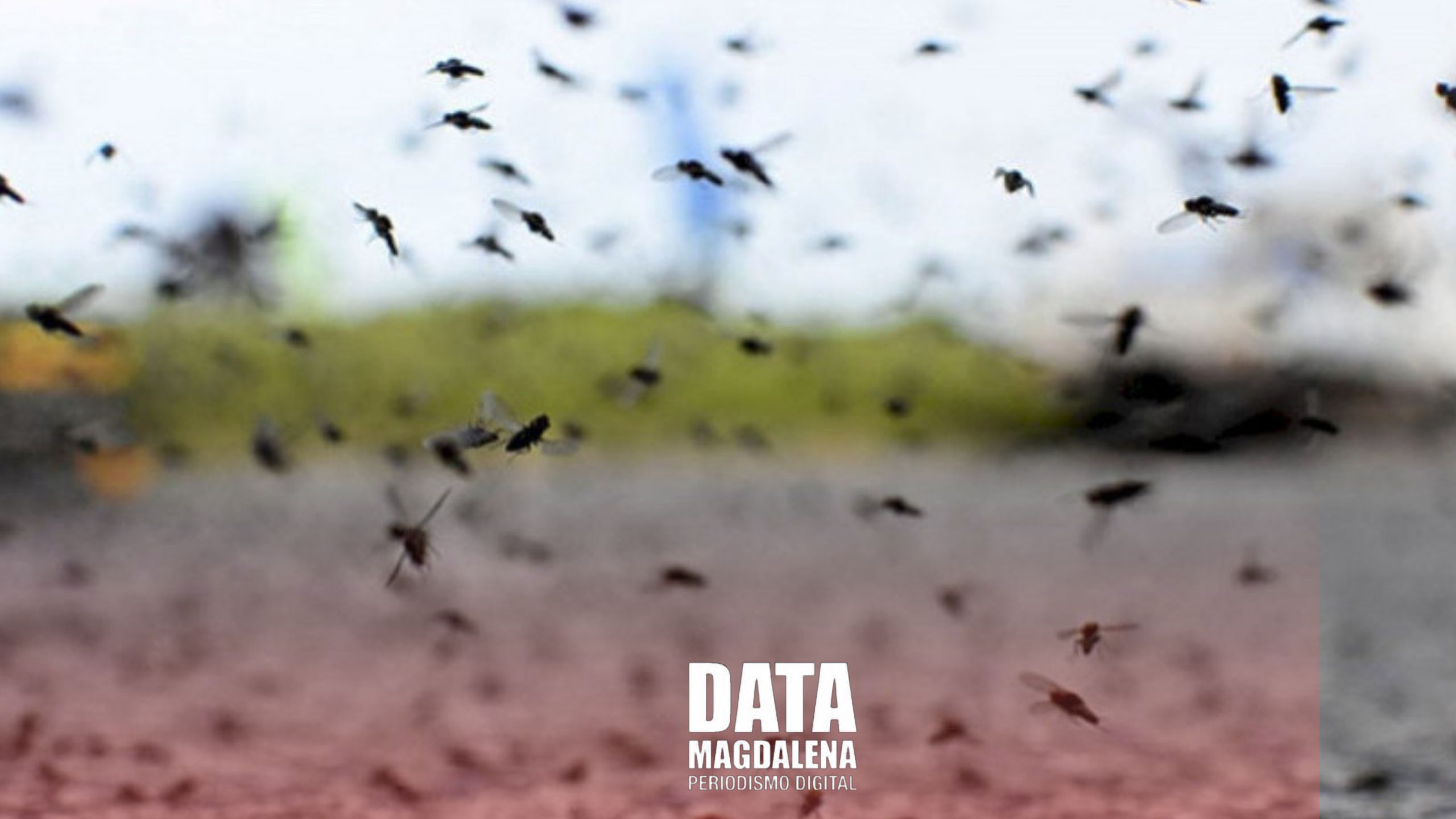 Invasión de Mosquitos en  Magdalena y la Región