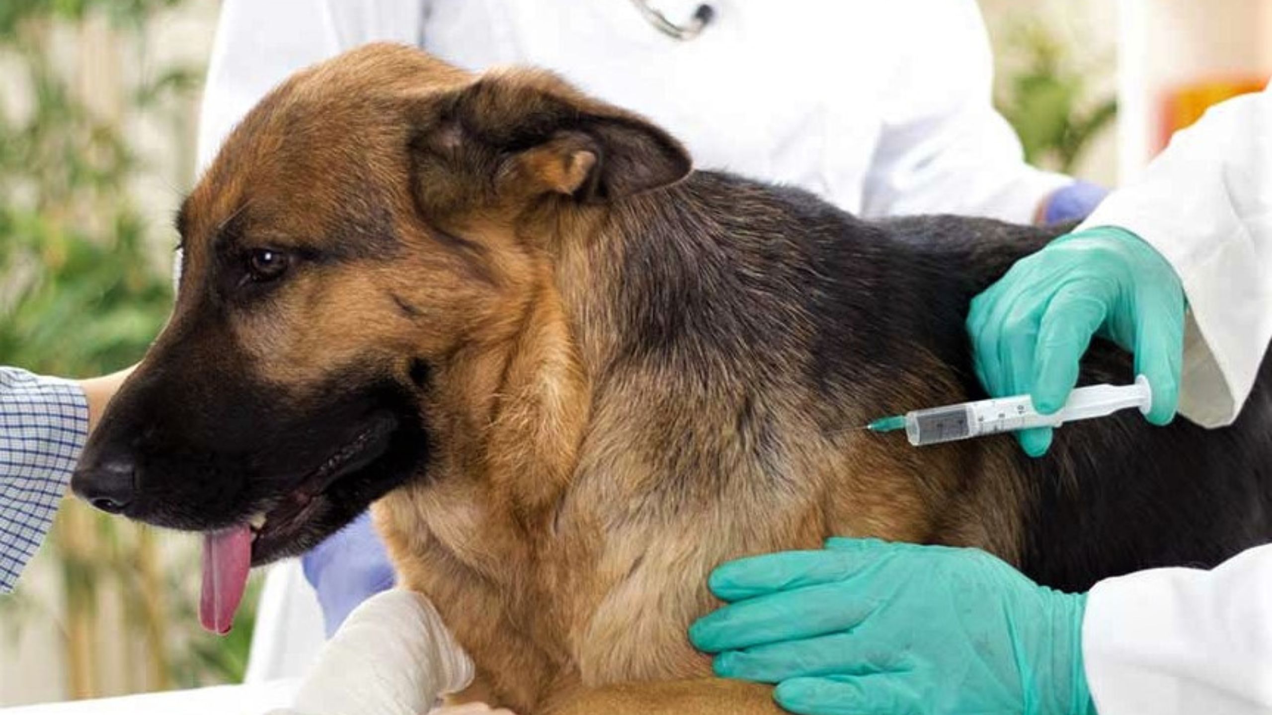 Protege a tu mascota y a tu comunidad: vacuna contra la rabia en el Hospital Veterinario Móvil