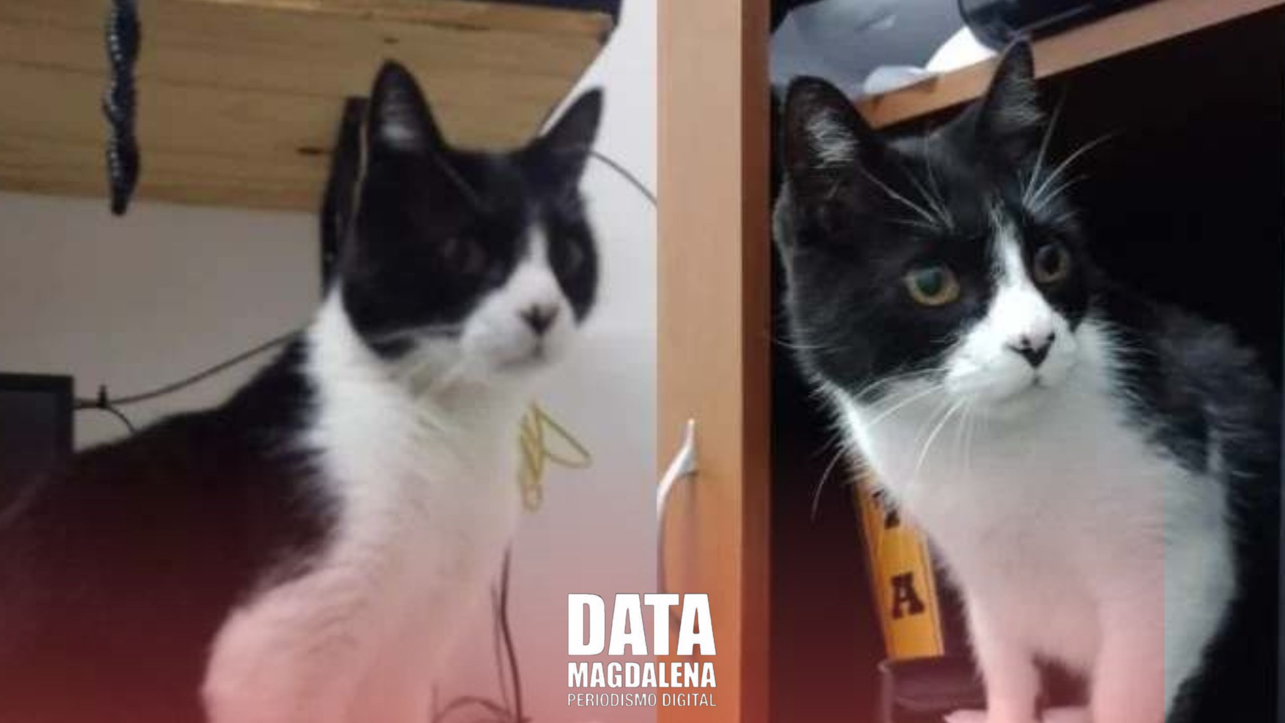  🔍 Desaparece  Cipro, el Gatito del Hospital María Magdalena  