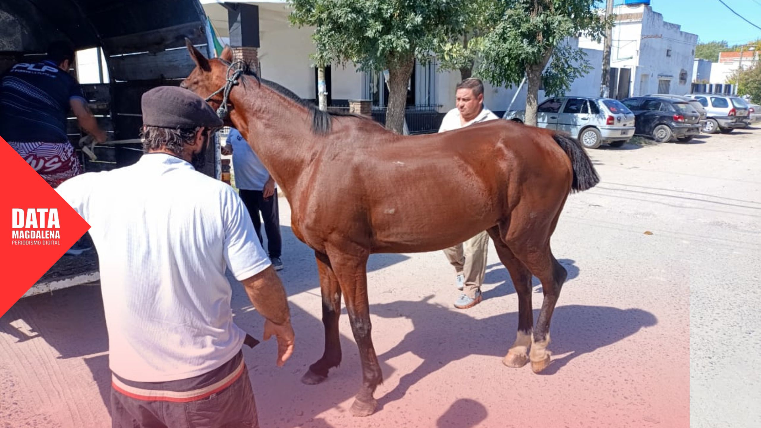 🐎 Operativo en Berisso: Recuperan caballo robado en Magdalena