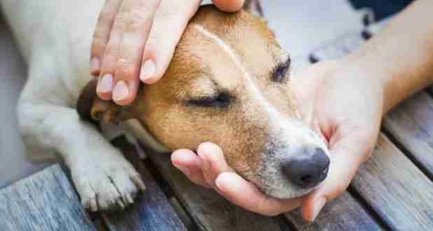 Preocupación en Barrio Las Quintas: Mas de 15 perros fallecieron por envenenamiento