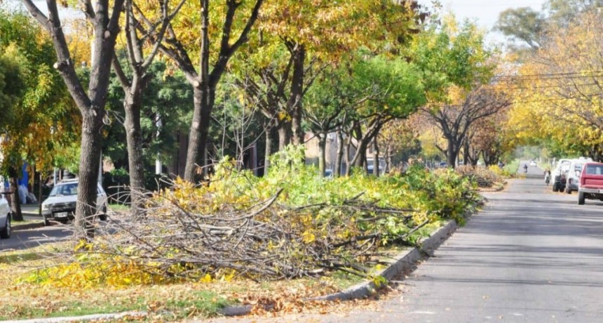 🌲Poda: lo que hay que saber y lo que no hay que hacer