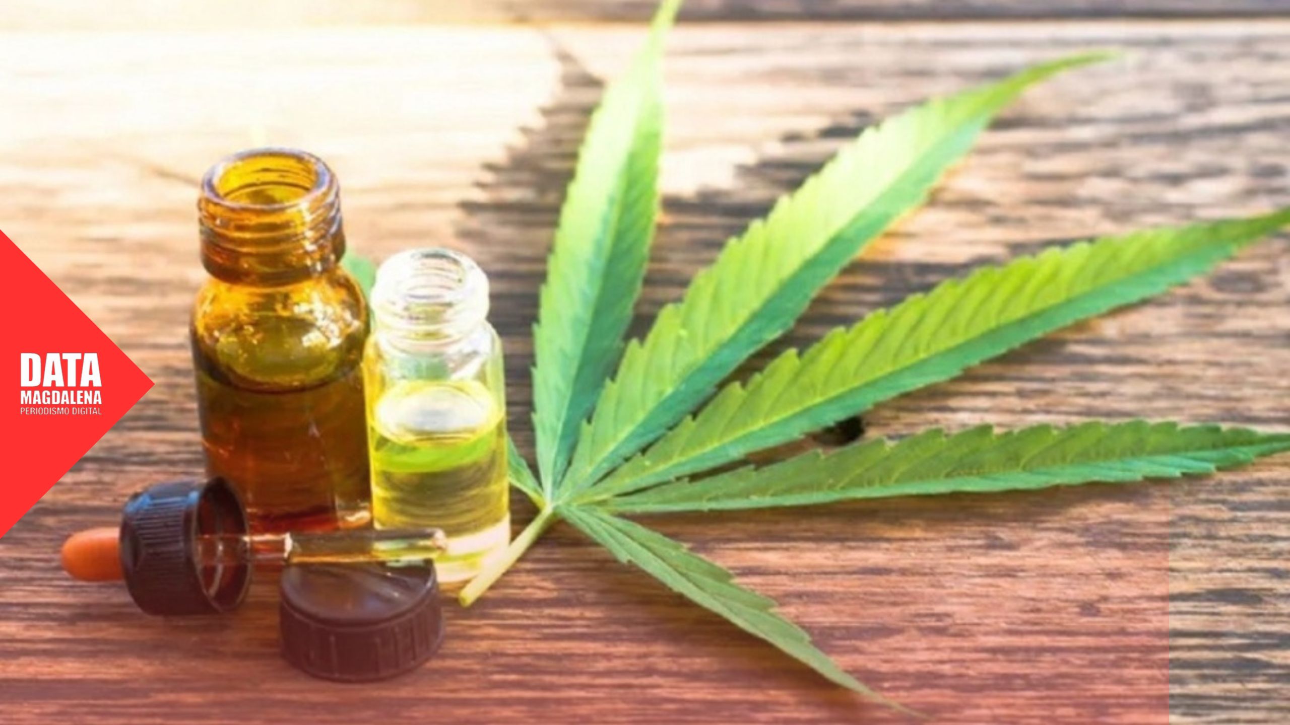 🌿 Charlas abiertas, conciencia activa: el cannabis terapéutico llega a Magdalena