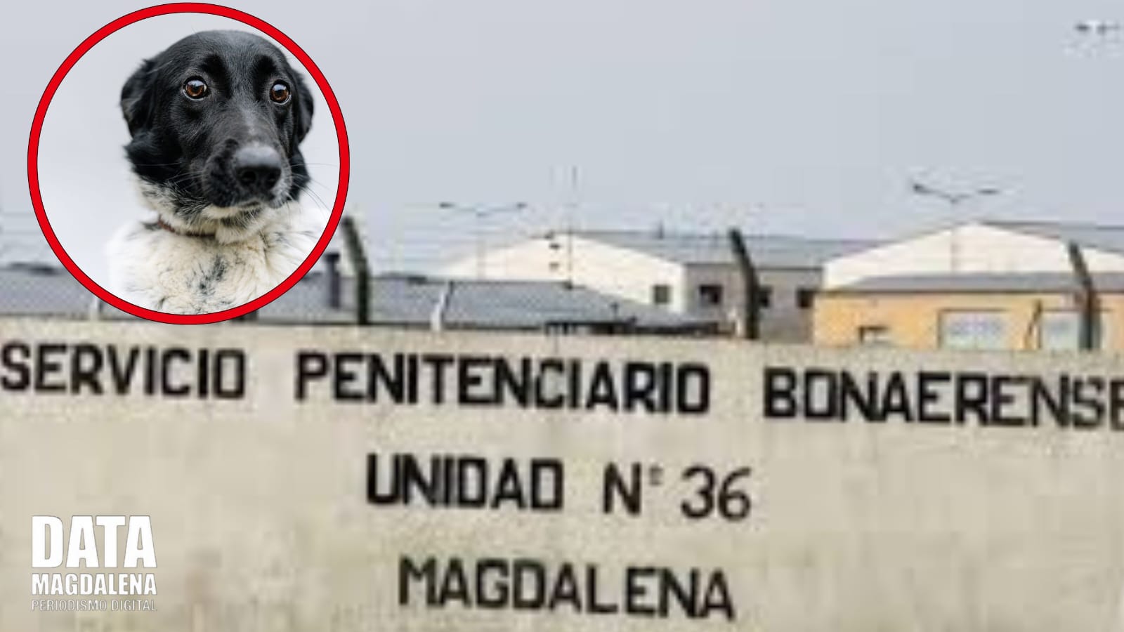 🐾 Crueldad animal en Unidad Penitenciaria: Protectora denuncia abandono y envenenamiento de mascotas