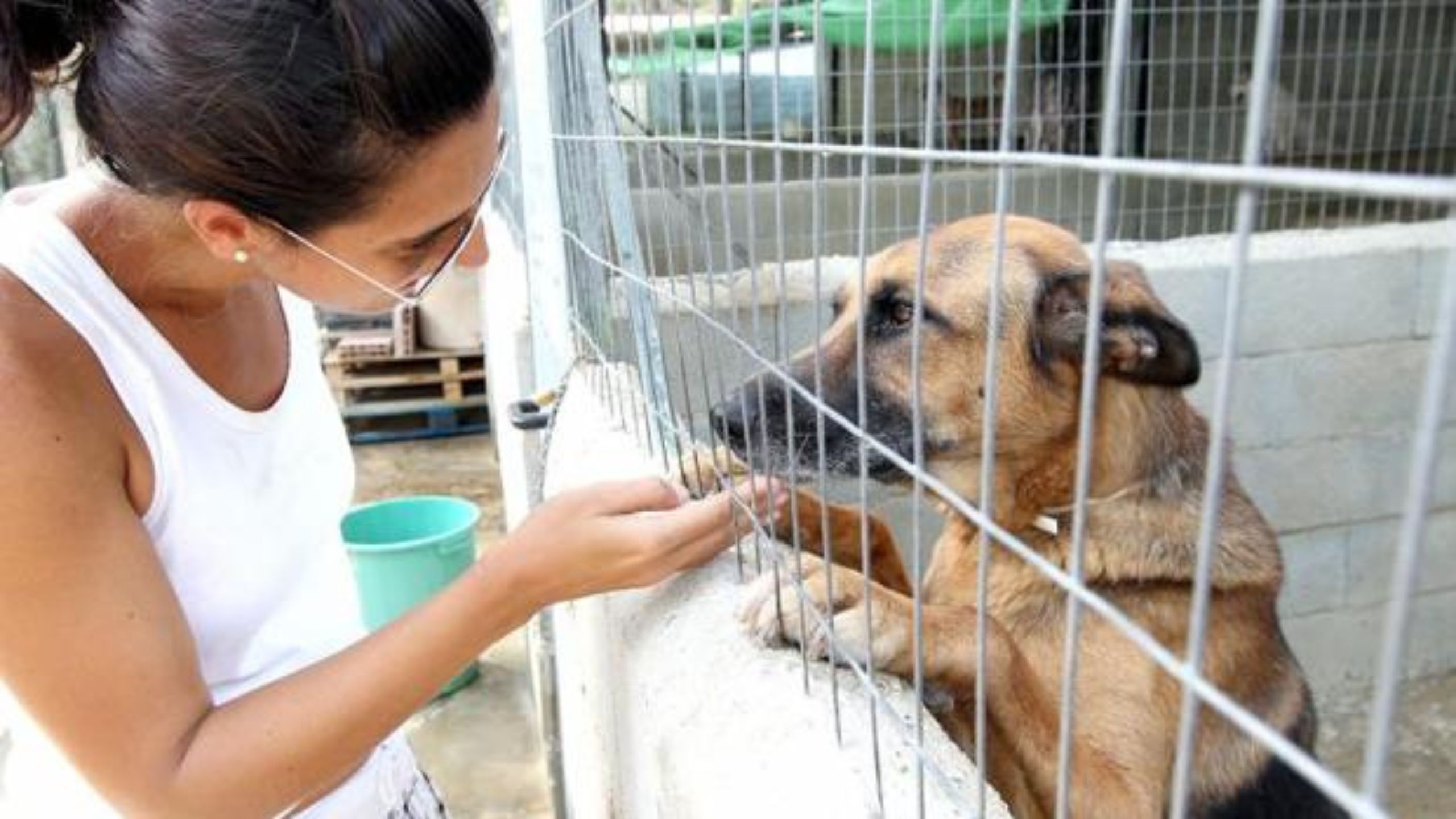 Tenencia Responsable y Bienestar Animal: Propuesta EPA