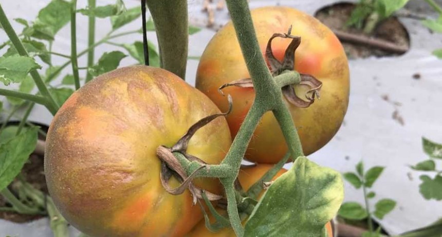 Alerta fitosanitaria regional por virus del tomate