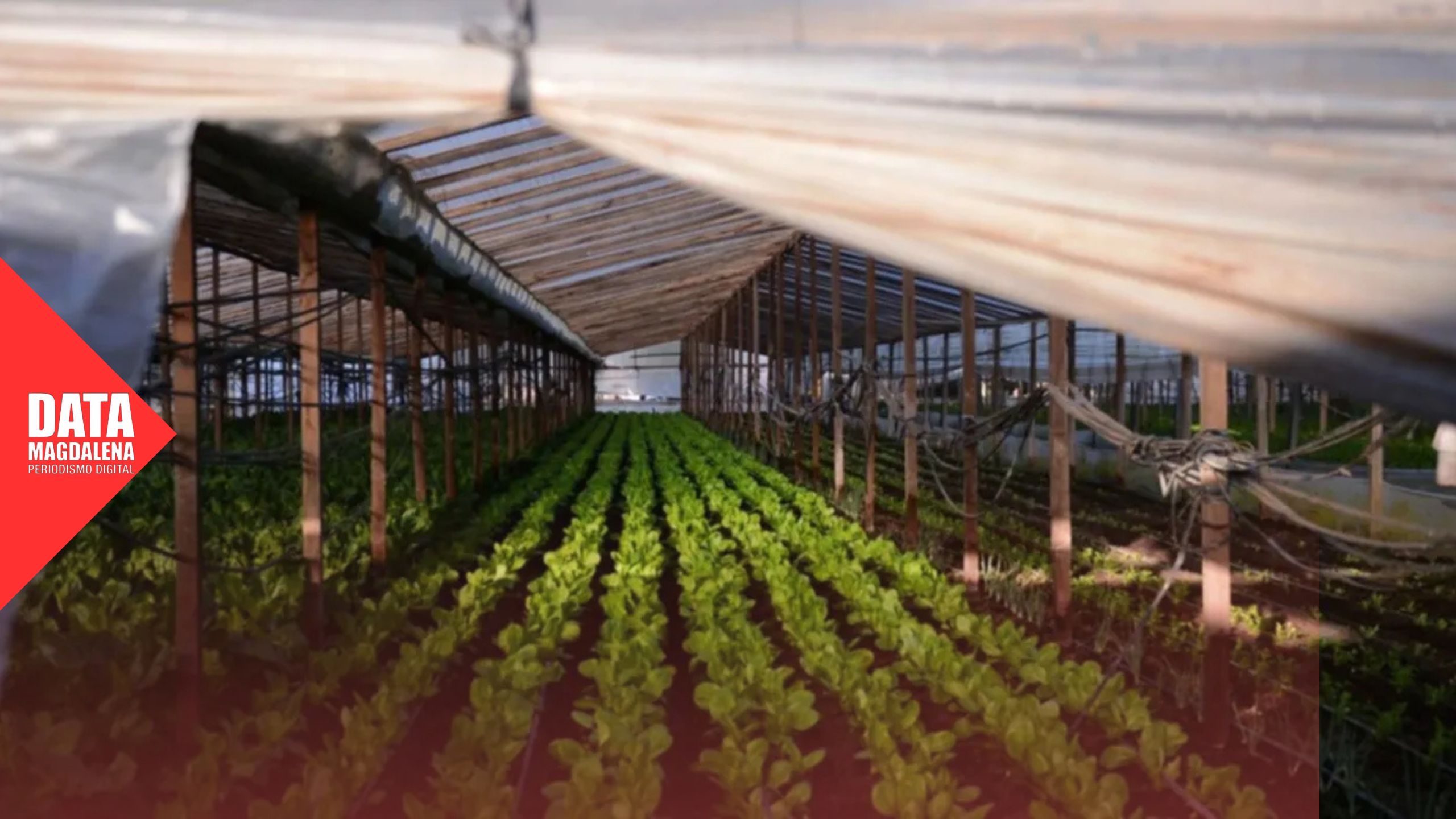 🧑‍🌾Freno al descontrol: regulan la producción frutihortícola en Magdalena
