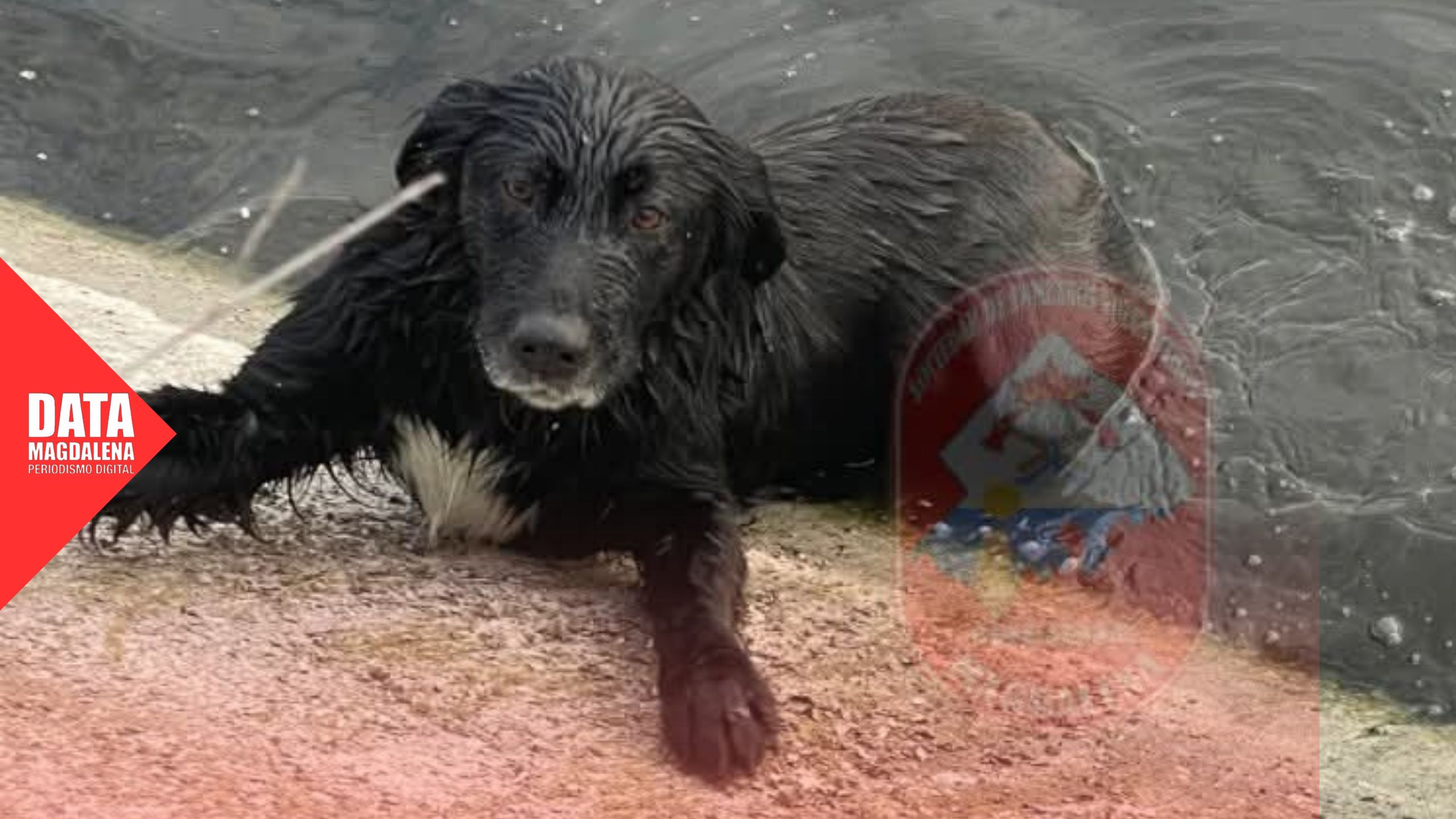 🦮 Rescate animal en zona de piletones: intervienen Bomberos de Magdalena