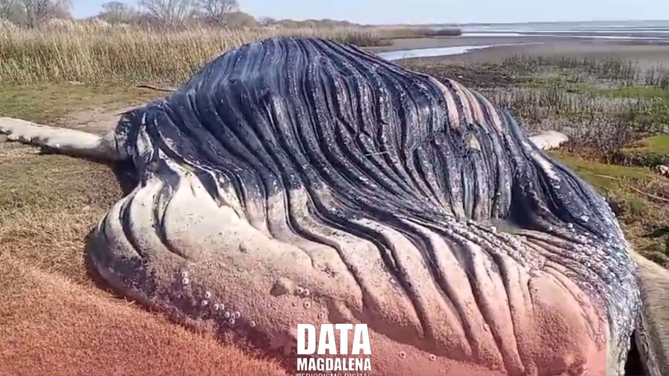 🐋Encuentran una ballena muerta en las costas del Río de la Plata entre Magdalena y Berisso