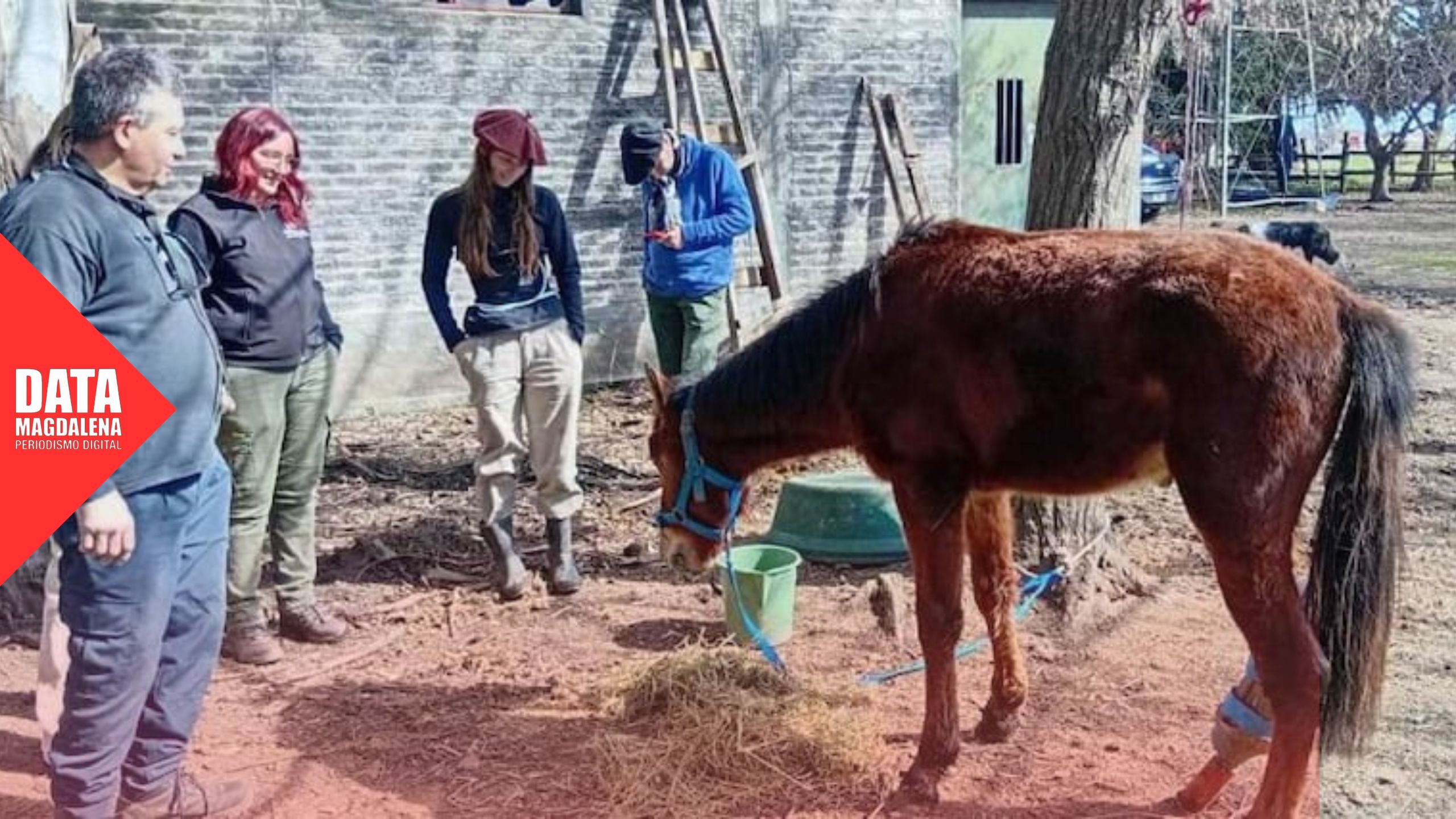 🐴 Pampero, el caballo que venció a la muerte y encontró un nuevo hogar en Magdalena