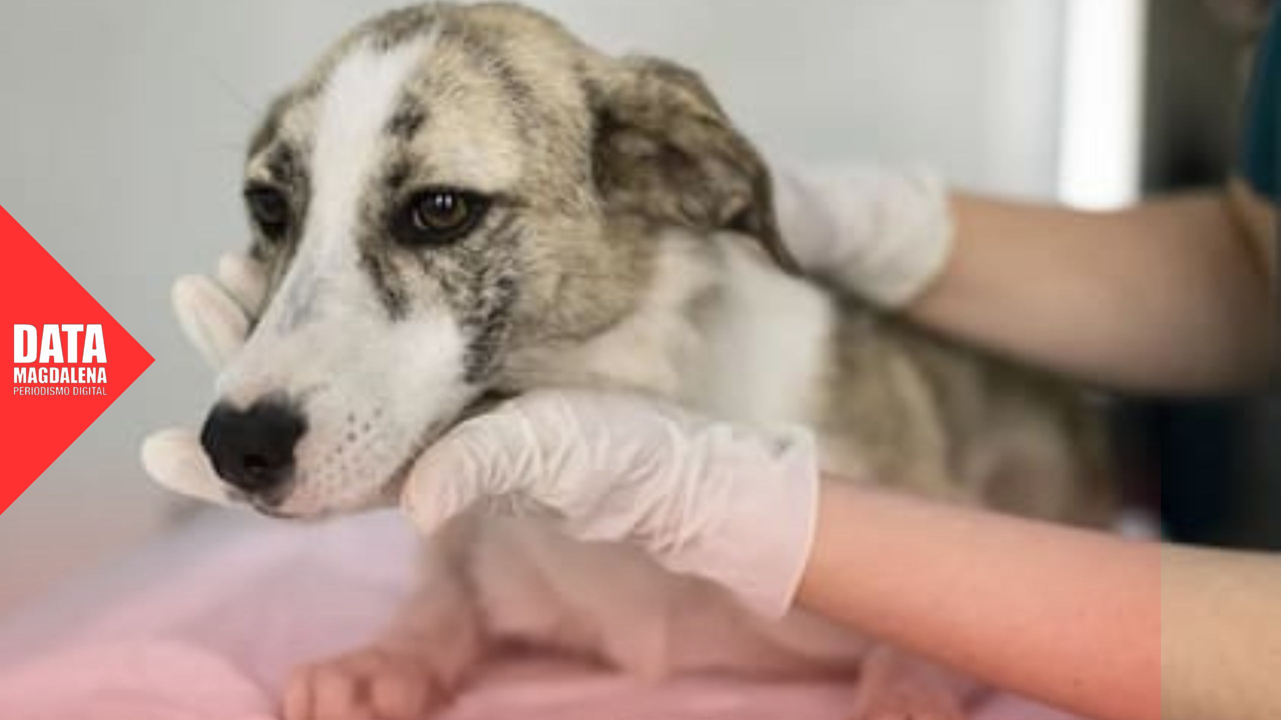 🐶 Magdalena se prepara para la 8va Jornada de Castraciones Masivas
