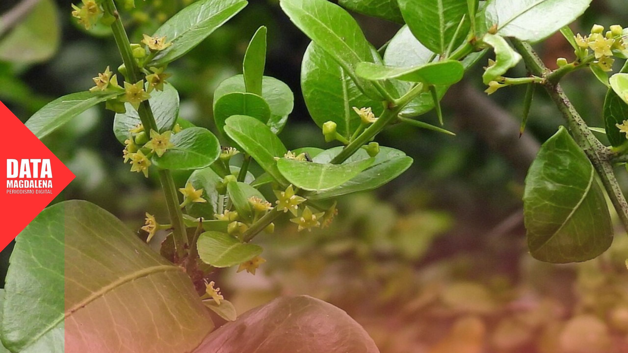 🌳 Inauguración del Sendero El Coronillo: naturaleza, comunidad y conservación en Magdalena