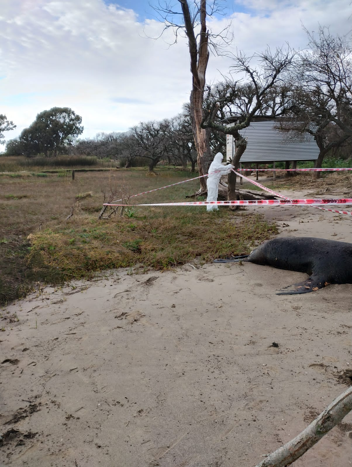 Se encontraron dos animales marinos muertos en la costa de Punta Indio 