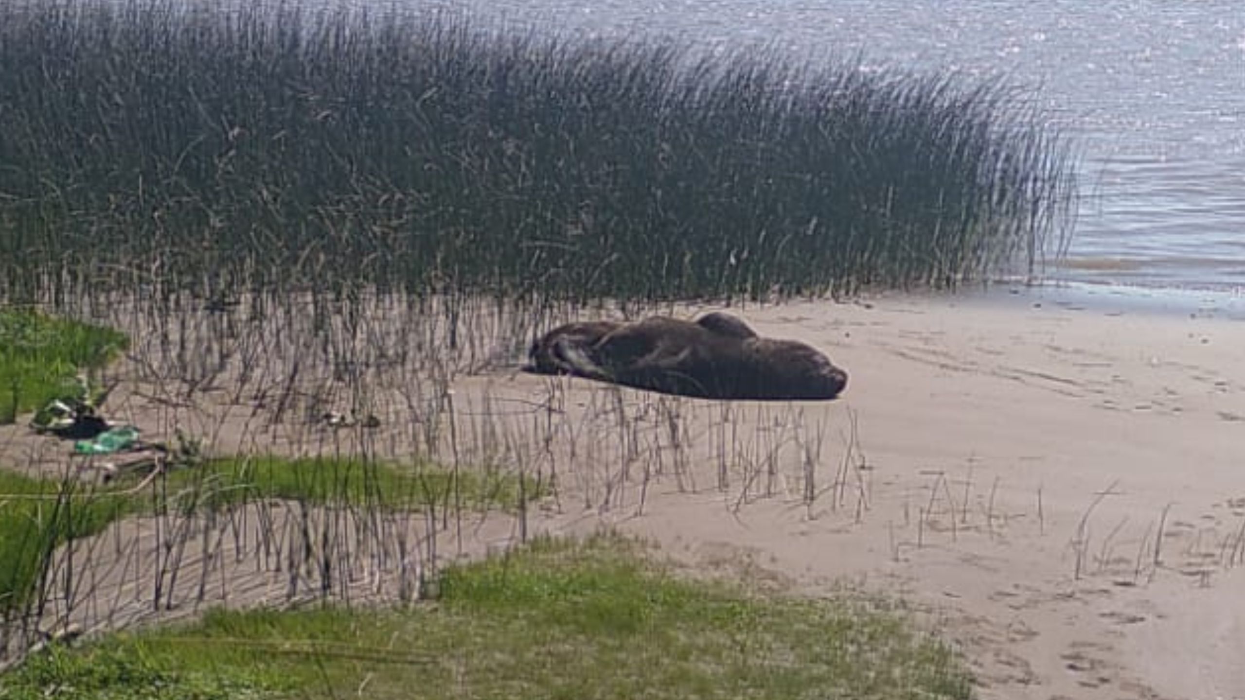 Lobo marino en la costa de Magdalena: Un encuentro inusual despierta precaución