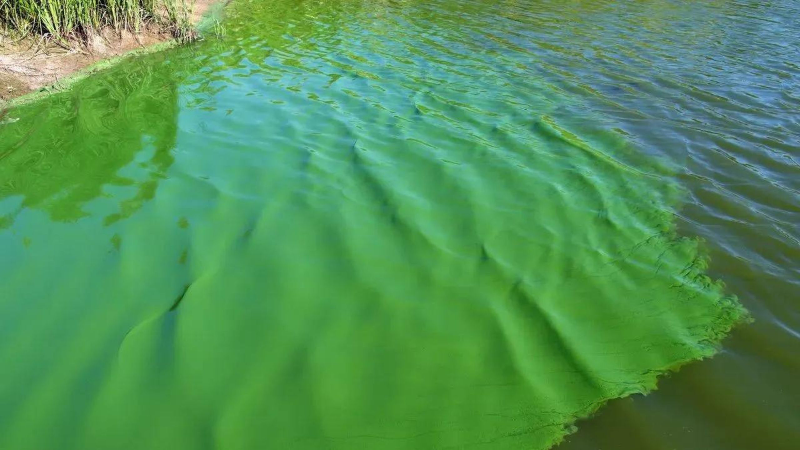 Alerta en Lagunas Bonaerenses: Presencia de Cianobacterias Desata Advertencia de Salud