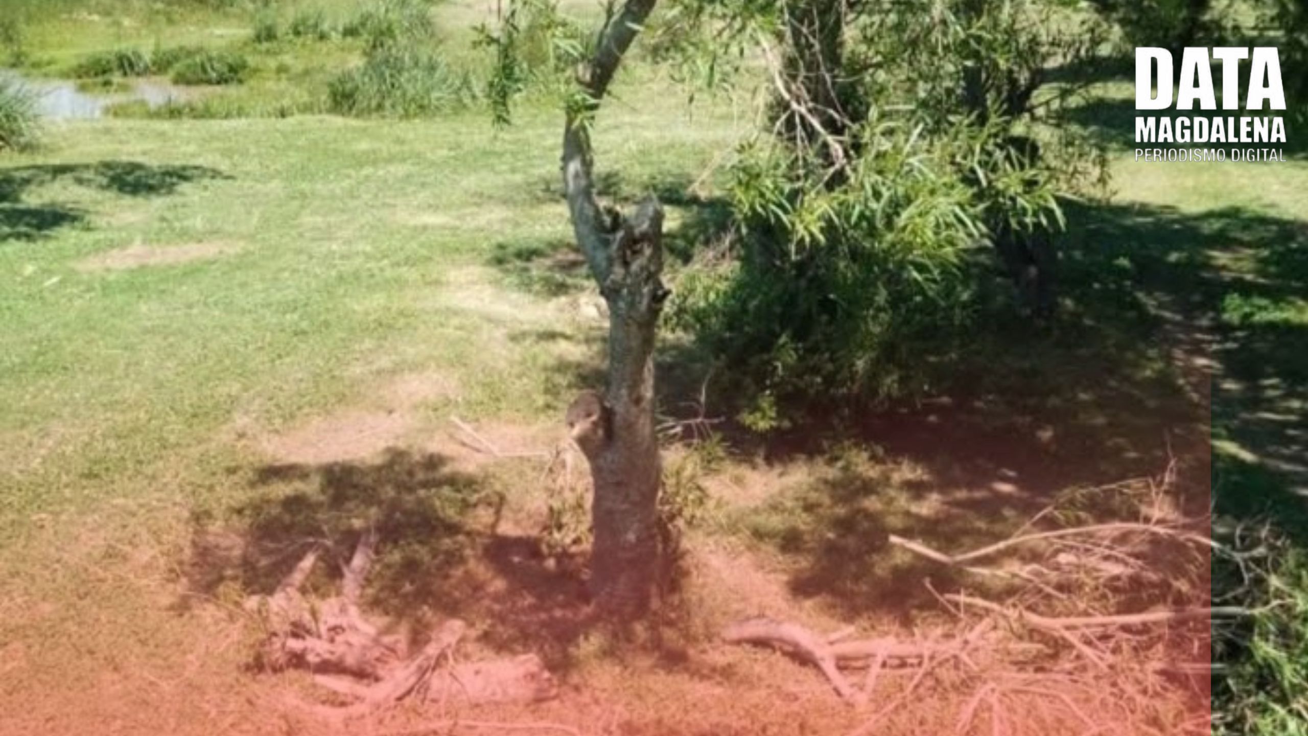 🌳Magdalena condena actos de vandalismo en espacios verdes y llama a cuidar nuestro entorno natural