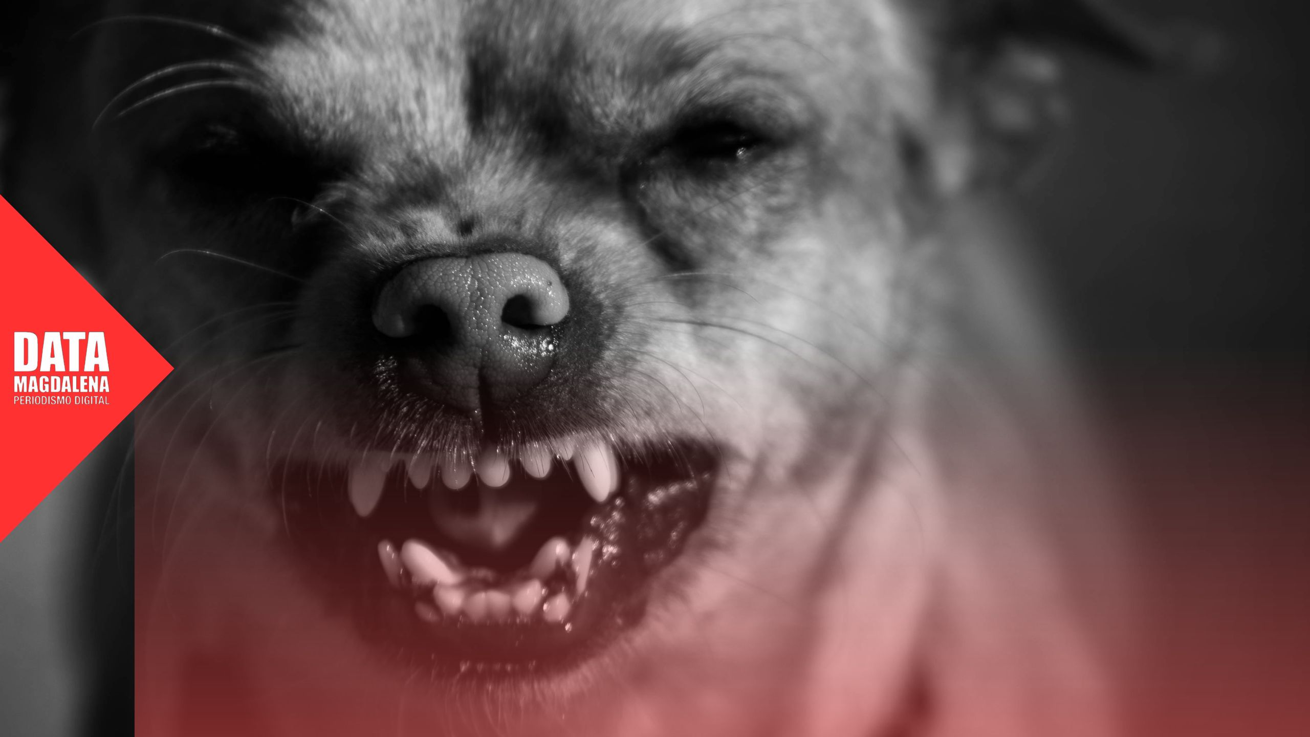 🐶El 87% de los vecinos considera “muy grave” el problema de los perros sueltos en el Partido de Magdalena