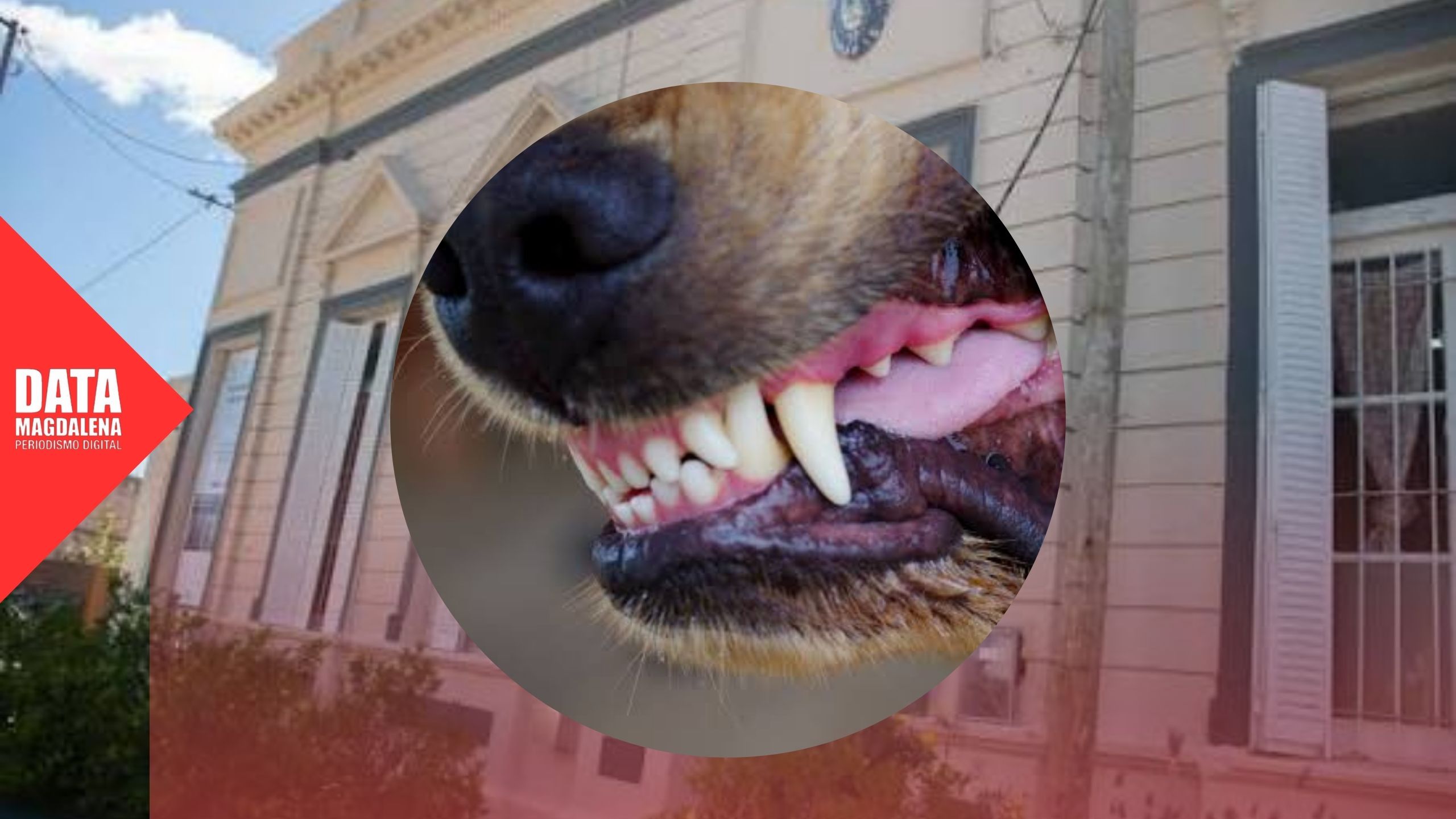 😔Grave incidente en Bavio: un niño de 3 años fue mordido en el rostro por un perro frente a la Escuela N°16