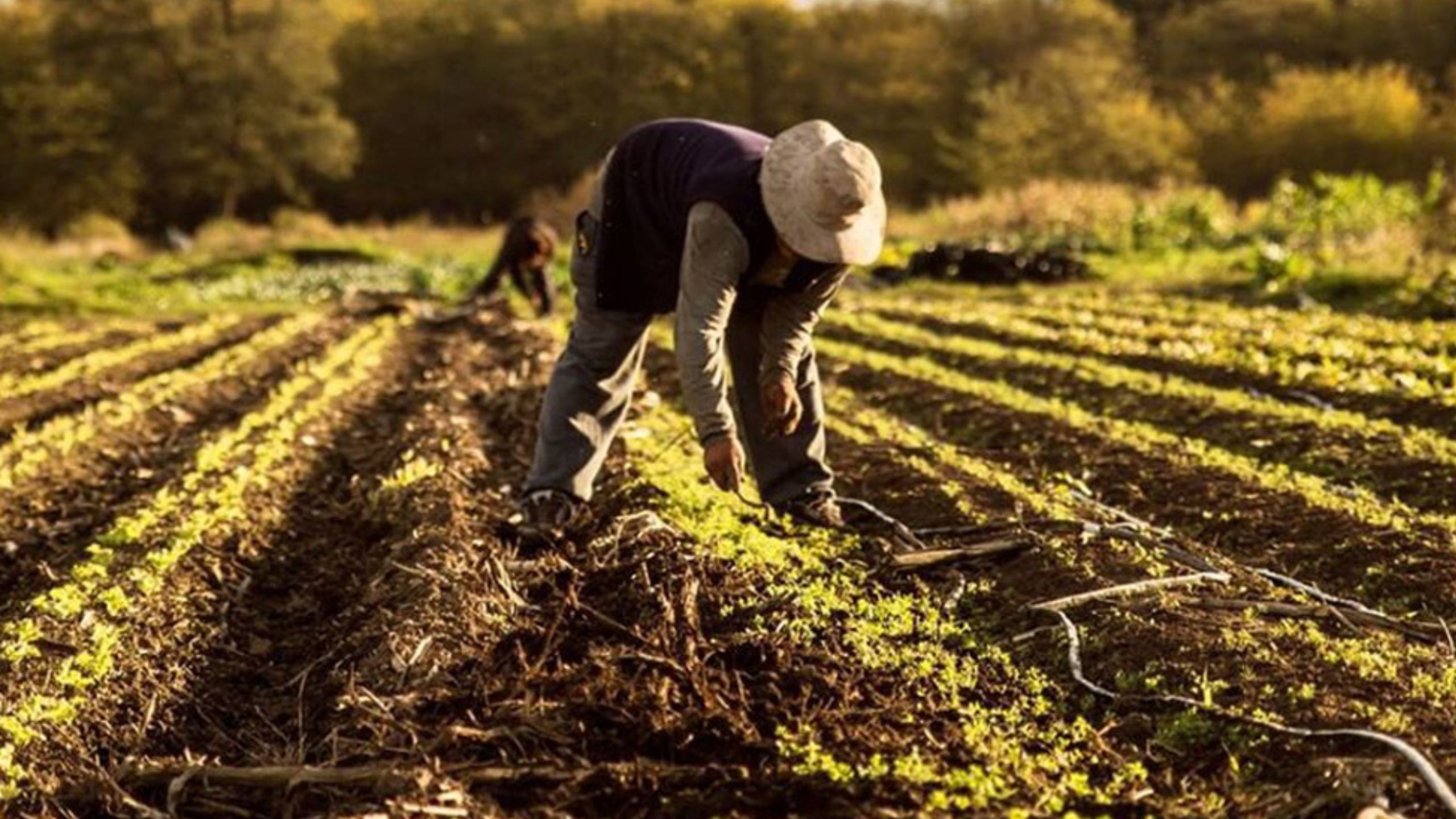 Tras las Verduras: El lado oscuro de la producción hortícola en La Plata