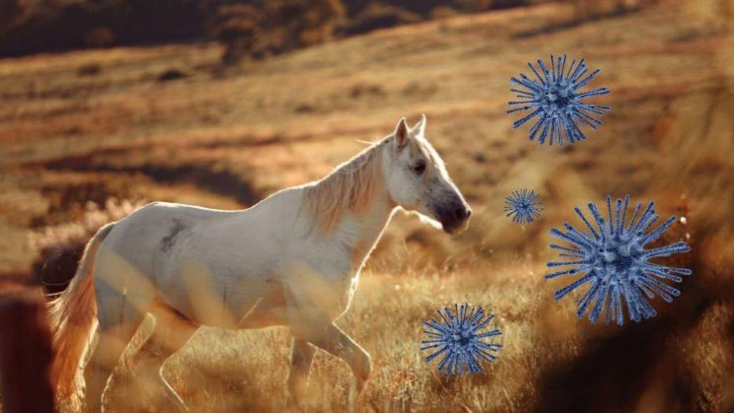 Desafío veterinario en Magdalena: Encefalomielitis Equina impacta la región